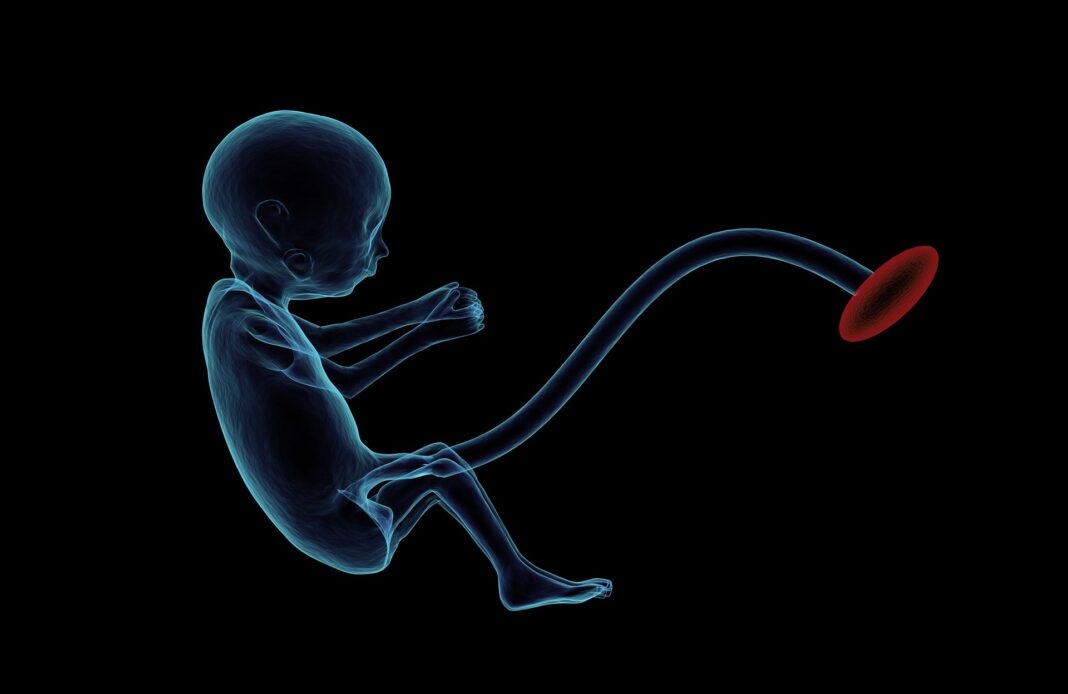 бебе бременност ембрион