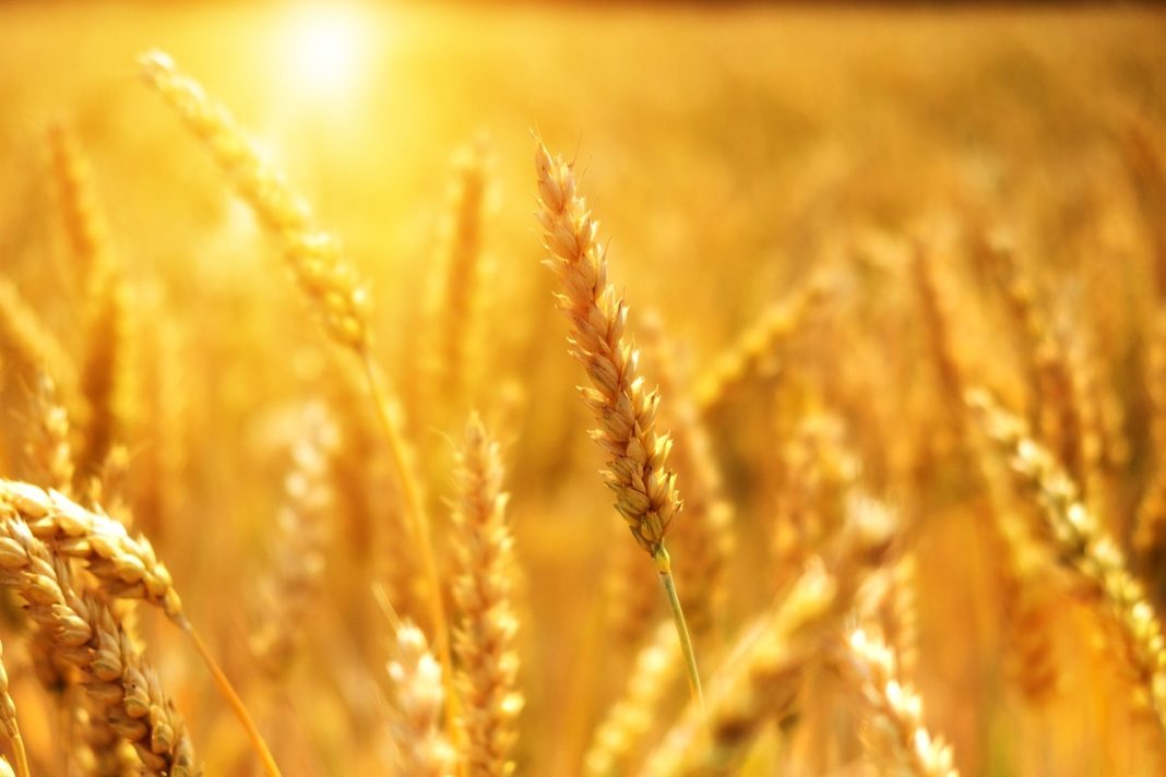 пшеница жито