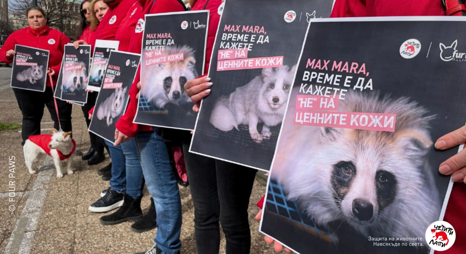Коалиция от организации за защита на животните призовава италианската модна марка Max Mara да се откаже от употребата на ценни кожи